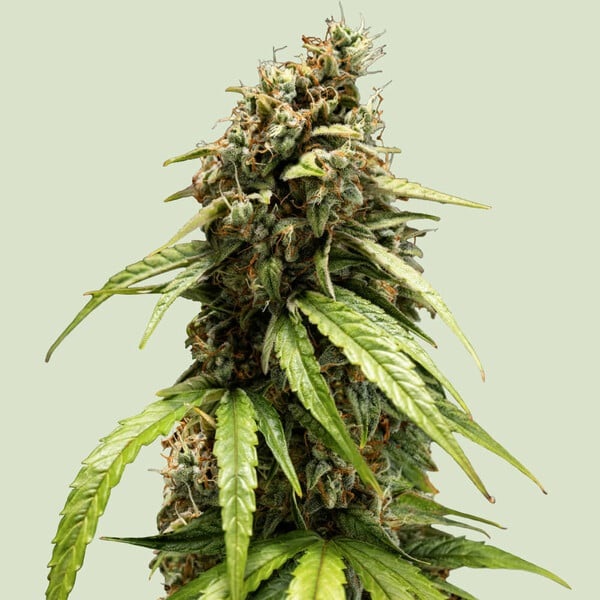 [RQS202A] Royal Queen Seeds, ORION F1, 3 Samen, fem.auto