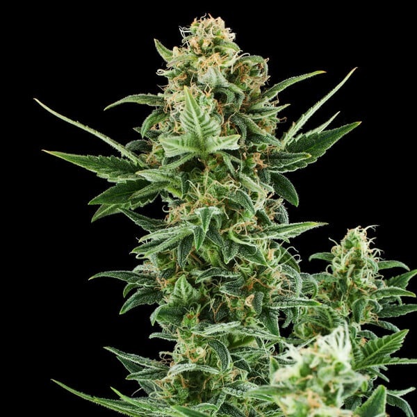 [RQS001A] Royal Queen Seeds, Royal Dwarf, 3 Samen, fem.auto