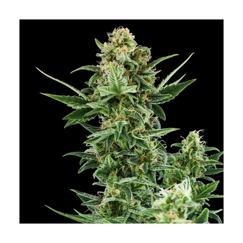 [RQS001A] Royal Queen Seeds, Royal Dwarf, 3 Samen, fem.auto
