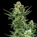 Royal Queen Seeds, Royal Dwarf, 3 Samen, fem.auto