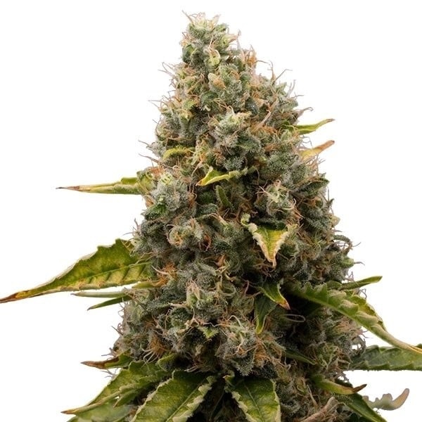 [RQS002F] Royal Queen Seeds, White Widow, 3 Samen, fem