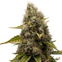 Royal Queen Seeds, White Widow, 3 Samen, fem