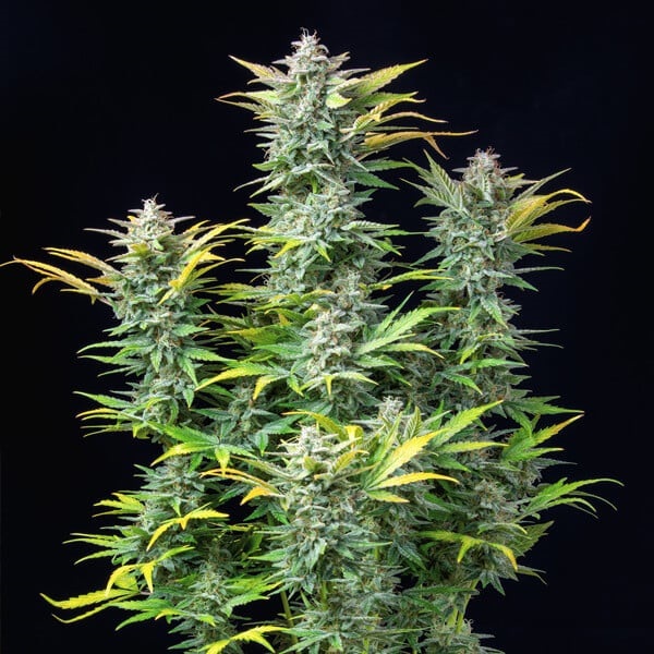[RQS003A] Royal Queen Seeds, Quick One, 3 Samen, f.auto
