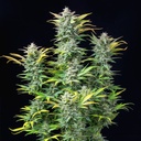 Royal Queen Seeds, Quick One, 3 Samen, f.auto