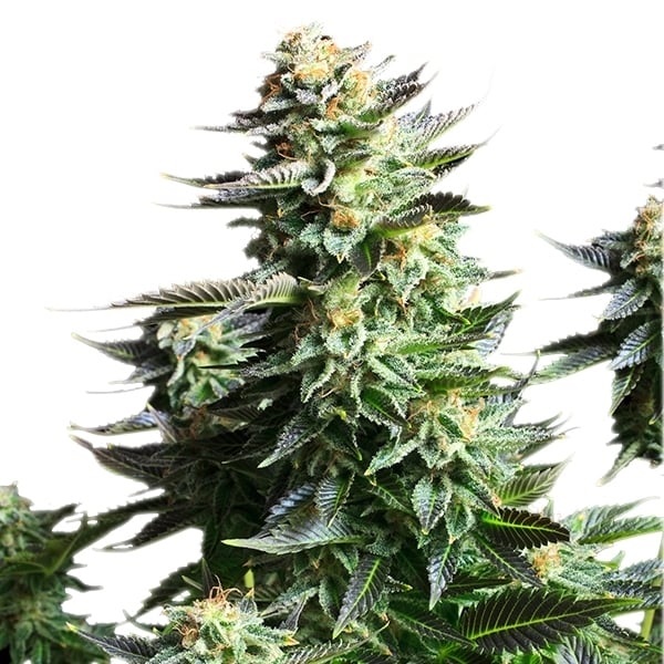 [RQS006F] Royal Queen Seeds, AMNESIA HAZE, 3 Samen, fem