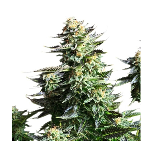 [RQS006F] Royal Queen Seeds, AMNESIA HAZE, 3 Seeds, Fem.