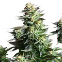 Royal Queen Seeds, AMNESIA HAZE, 3 Samen, fem
