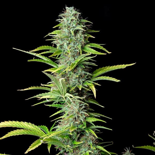 [RQS007A] Royal Queen Seeds, NORTHERN LIGHT, 3 Samen, feminisiert, automatic