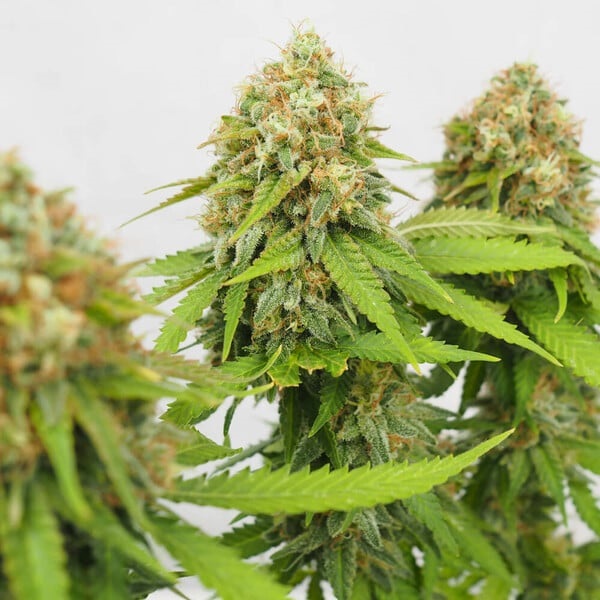 [RQS010F] Royal Queen Seeds, CRITICAL, 3 Samen, feminisiert