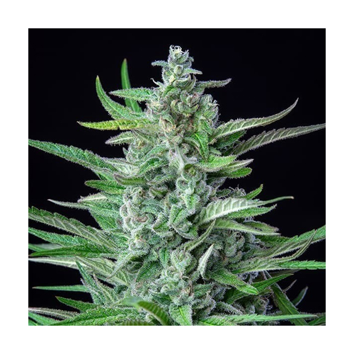 [RQS013F] Royal Queen Seeds, Special Kush #1, 3 Seeds, Fem.