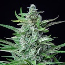 Royal Queen Seeds, Spezial Kush #1, 3 Samen, fem.