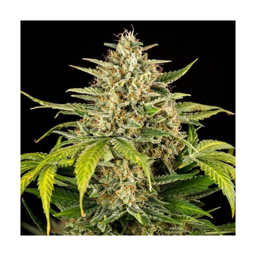 [RQS023A] Royal Queen Seeds, Grün Gelato, 3 Samen, fem.auto